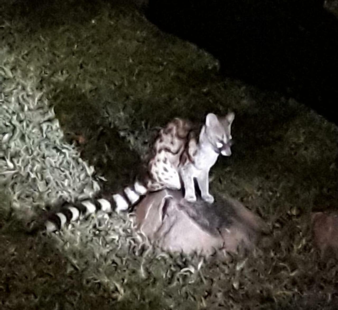 De Bruine Huis Marloth Park Zewnętrze zdjęcie